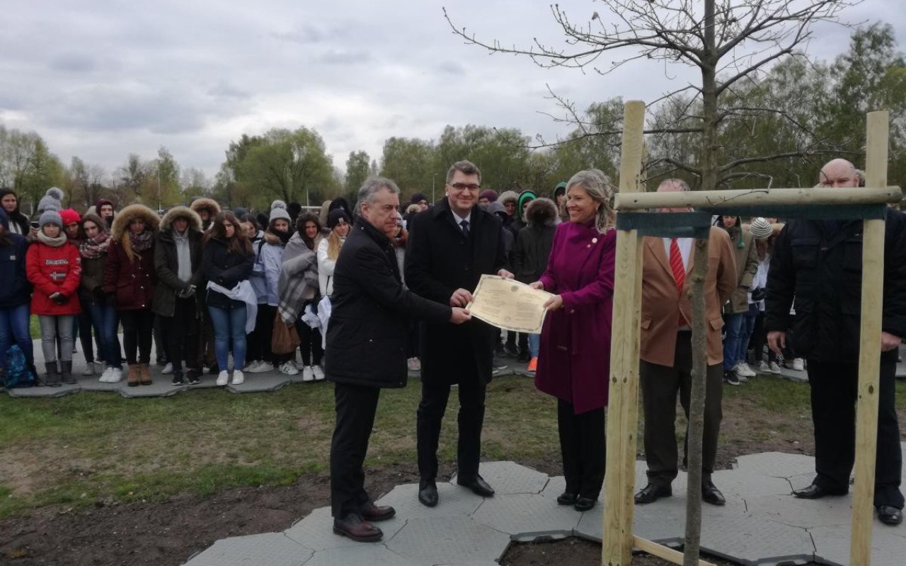 Oświęcim. Dąb z Guerniki zasadzono w parku na Zasolu