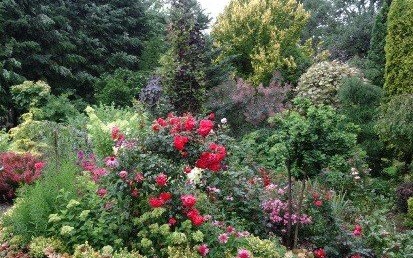 Oświęcim. Zmiany w uzyskiwaniu zezwoleń na wycinkę drzew