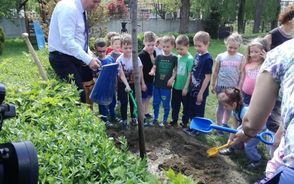 Oświęcim. Już blisko 500 nowych drzew rośnie w Oświęcimiu. Przedszkolaki też sadziły dęby i lipy