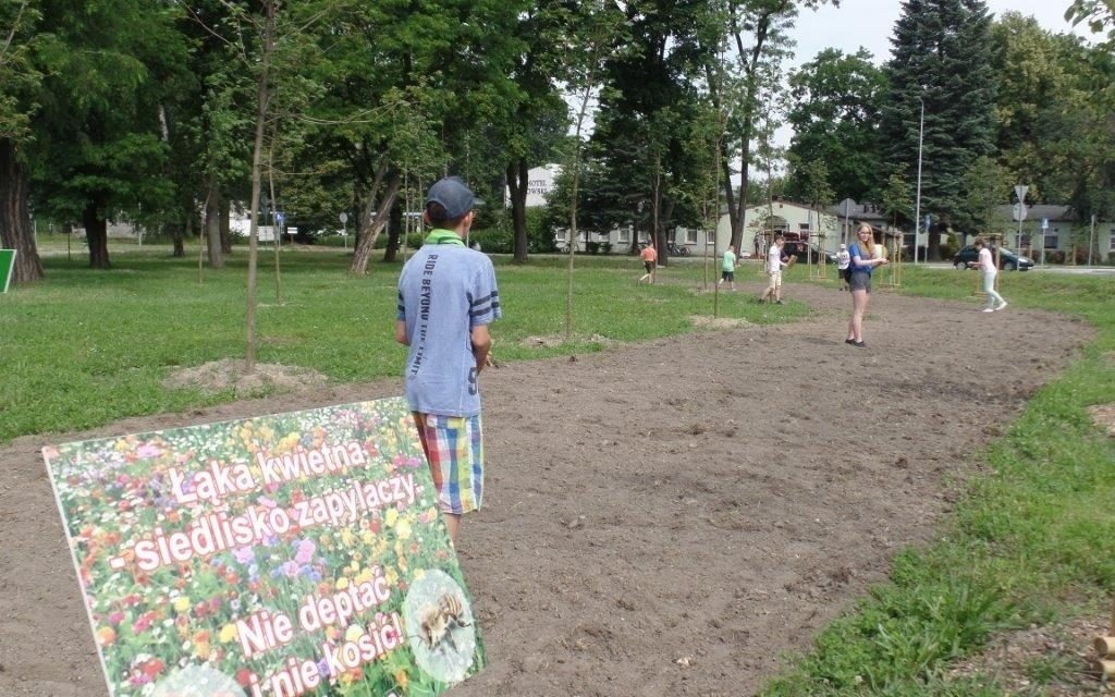 Oświęcim. Kolorowa łąka przyciągnie pszczoły i ozdobi ulicę