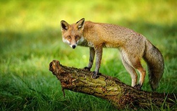 Oświęcim. Szczepienie lisów