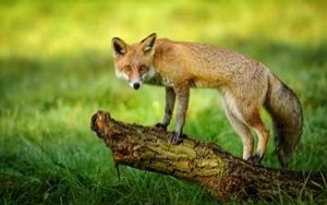 Oświęcim. Szczepienia ochronne lisów