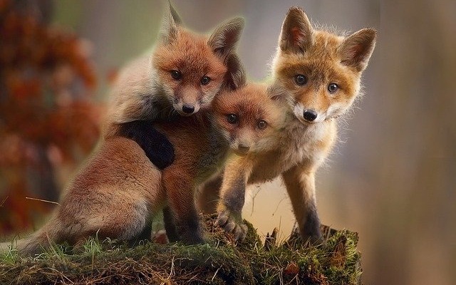 Oświęcim. Ochronne szczepienie lisów