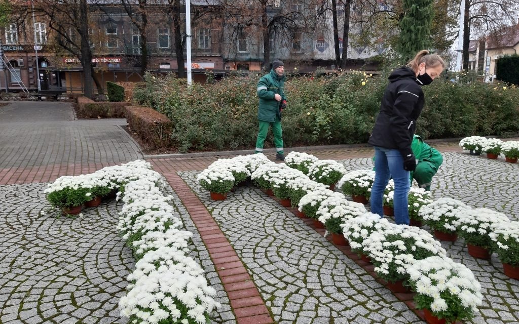 Oświęcim. Kwiatowa dekoracja na Święto Niepodległości. Miasto wsparło producentów kwiatów
