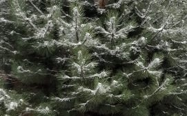 Oświęcim. Zbiórka drzewek świątecznych rusza już 12 stycznia