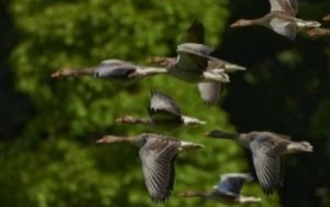 Oświęcim. Apel służb weterynaryjnych o podjęcie działań zapobiegających rozprzestrzenianiu się ptasiej grypy