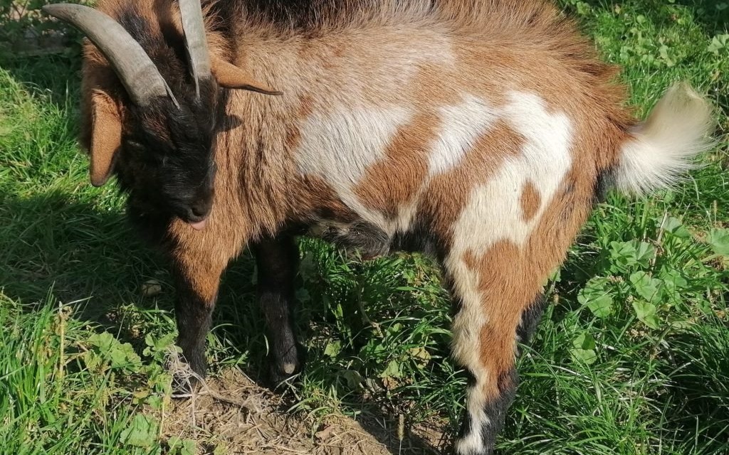 Oświęcim. Koziołek czeka na adopcję