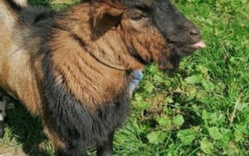 Oświęcim. Koziołek został adoptowany. Teraz mieszka w Przegorzałach