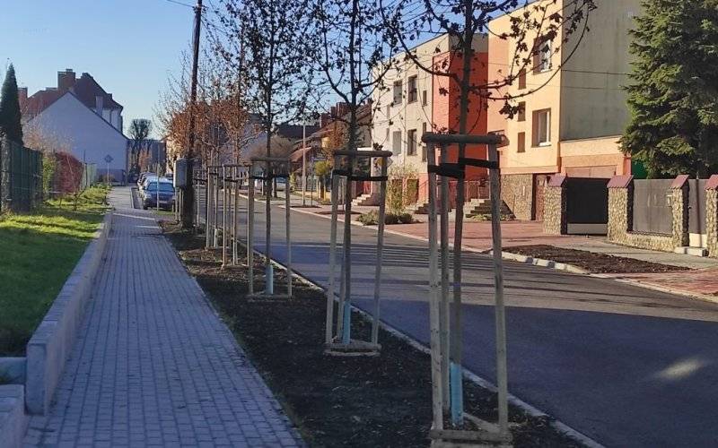Oświęcim. Nowe klony wzdłuż ulicy Piłsudskiego
