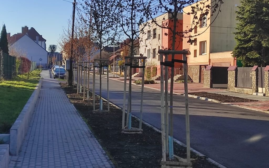 Oświęcim. Nowe klony wzdłuż ulicy Piłsudskiego