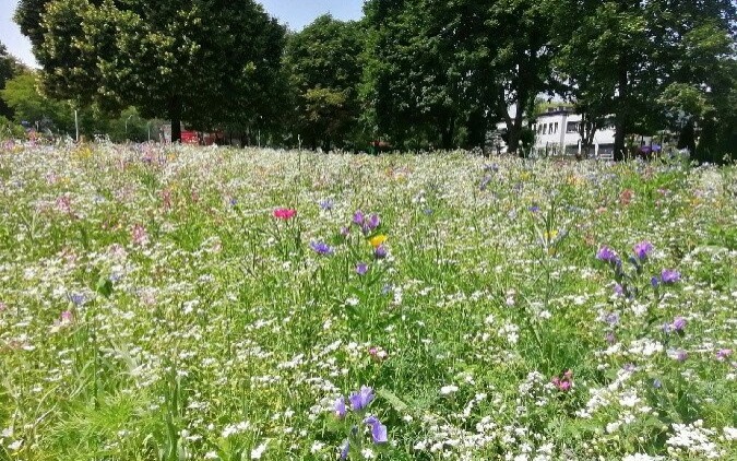 Oświęcim. Kwietna łąka będzie cieszyć oczy do jesieni