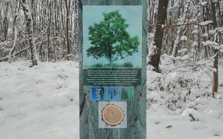 Oświęcim. Coś dla małych i dużych. Poznamy las łęgowy oraz jego bogactwo