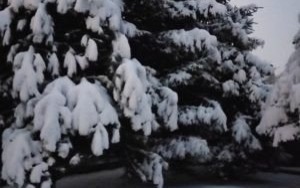 Oświęcim. Poświąteczna zbiórka choinek rusza 11 stycznia