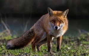 Oświęcim. Wiosenne szczepienie lisów