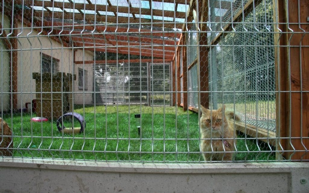 Oświęcim. Od 2024 roku zmiany w schronisku dla zwierząt