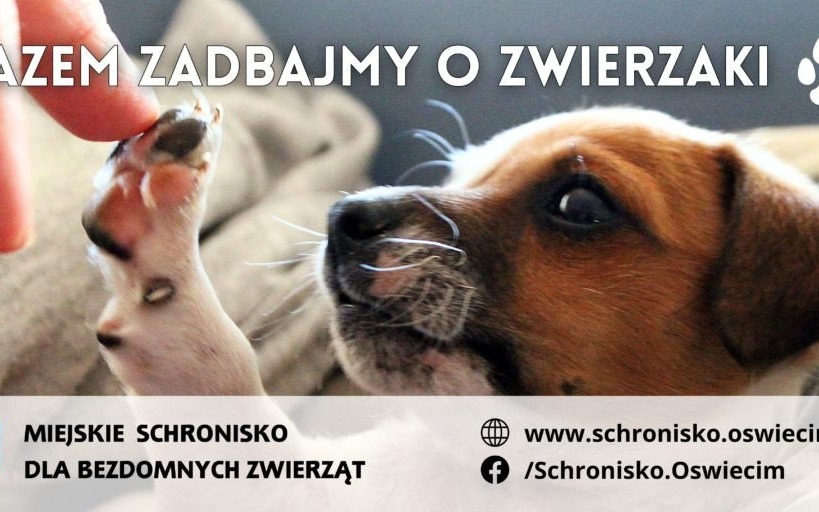 Oświęcim. Zwierzęta na billboardach. Nowa akcja promocyjna miasta