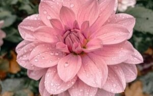 Życzenia Prezydenta na Dzień Kobiet