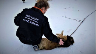 Dzielnicowi i Animalsi kontrolowali warunki życia zwierząt domowych