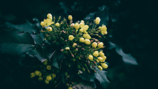 Mahonia – mało znany zimnozielony krzew, idealny do ogrodu i dający owoce na przetwory
