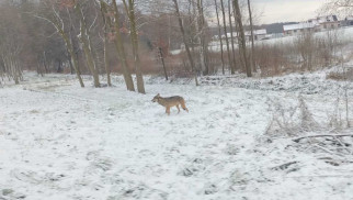 Mieszkańcy poważnie zaniepokojeni obecnością wilka