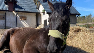 Sąd skazał mieszkańca Broszkowic za znęcanie się nad koniem – FOTO