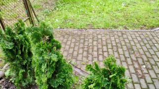 Tuje temu winne? Ktoś dewastuje miejską zieleń – FOTO