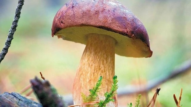 Atlas grzybów trujących i jadalnych [WAŻNE INFORMACJE]