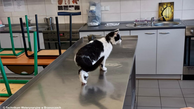 Bohaterki weterynarii w akcji: szybka reakcja uratowała kotka przed tragedią – FOTO