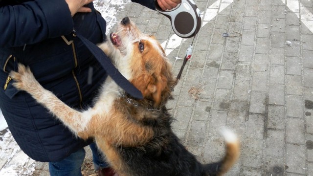 BRZESZCZE. 34-letni porywacz psów w rękach policji