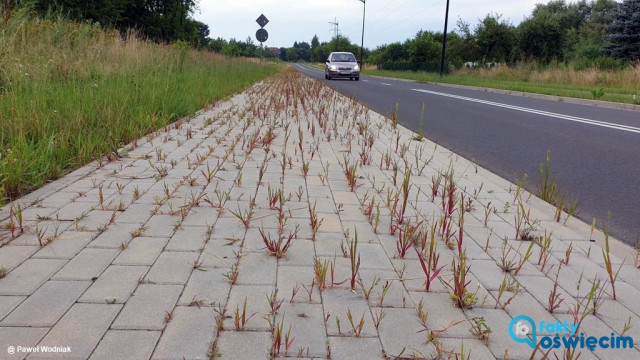 Chodnik przy drodze odbarczającej zarasta – FOTO