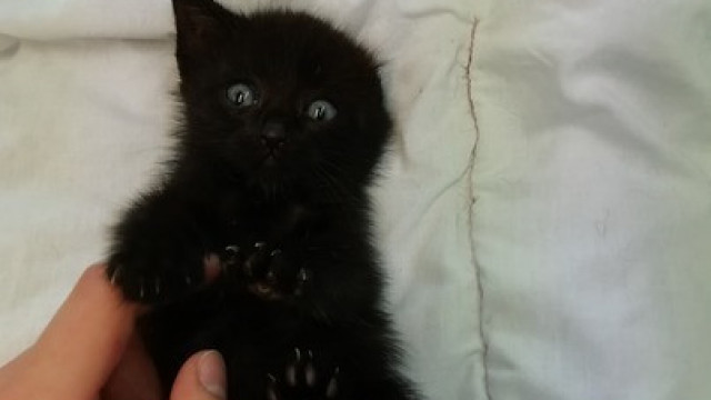 Czterotygodniowy kocurek do adopcji od zaraz