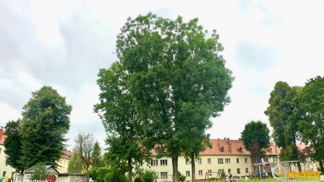 Drzewa po Niemcach w Oświęcimiu – FOTO