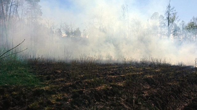 Dwaj dziesięciolatkowie podpalili las – FOTO