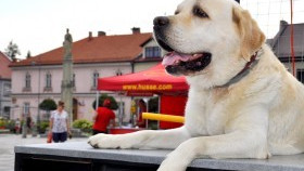 Dzień psa w gminie Kęty: Kęczanie podali pomocną dłoń i pomogli bezdomnym zwierzakom!