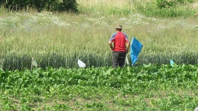 Dziki do odstrzału, bo zjadają rolnikom plony