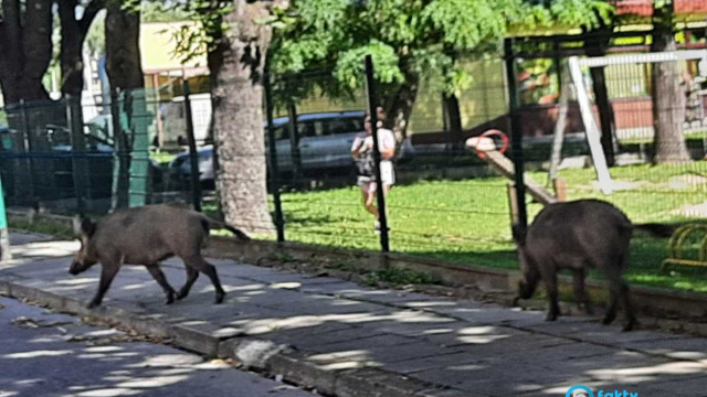 Dziki na osiedlach Stare Stawy i Pileckiego w Oświęcimiu – FOTO