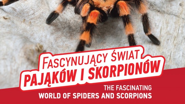 Fascynujący świat pająków i skorpionów