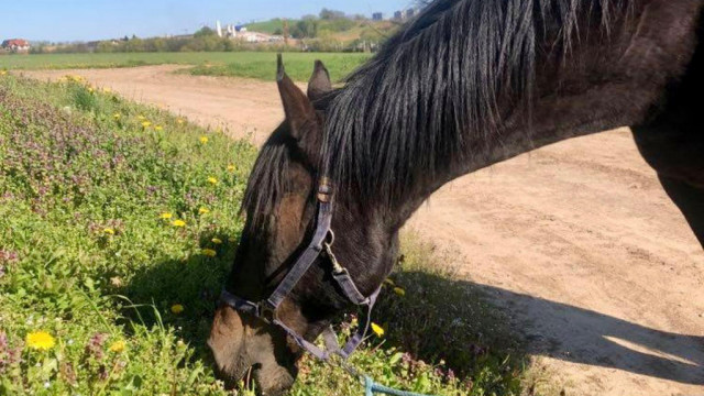 Galopem po zdrowie, na ratunek Bellano – FOTO