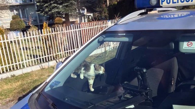 Inspektor kot skontrolował patrol drogówki na służbie – FOTO
