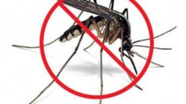 Jak walczyć z komarami? Poznaj sprawdzone metody