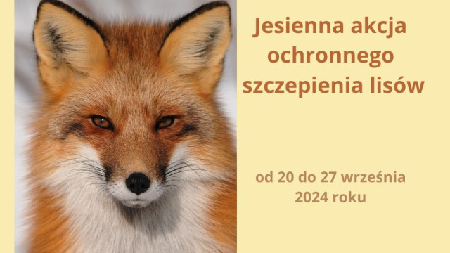 Jesienna akcja szczepienia lisów