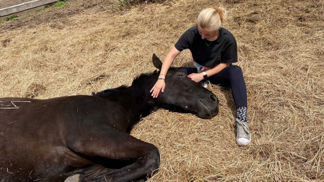 Katował i głodził konia. Usłyszał zarzuty – FOTO