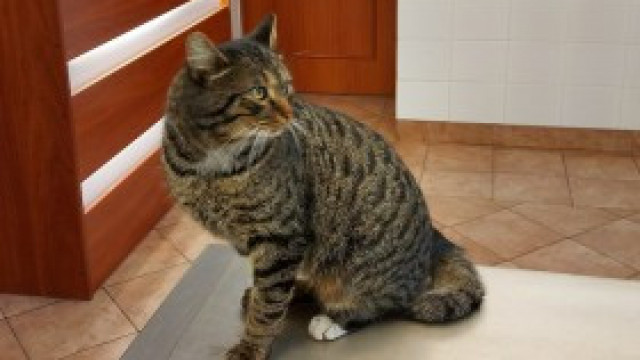 Koci przystojniak czeka na odebranie w lecznicy weterynaryjnej
