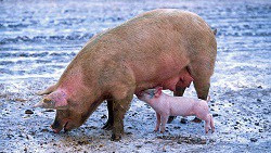 Komunikat dotyczący rejestracji świń pochodzących z nieznanej siedziby stada