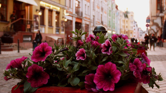 Korzyści z upiększania ulic miasta kwiatami