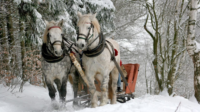 Kuligi Zakopane – najlepsze oferty