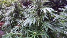 Las. Policjanci zlikwidowali nadrzeczną uprawę marihuany