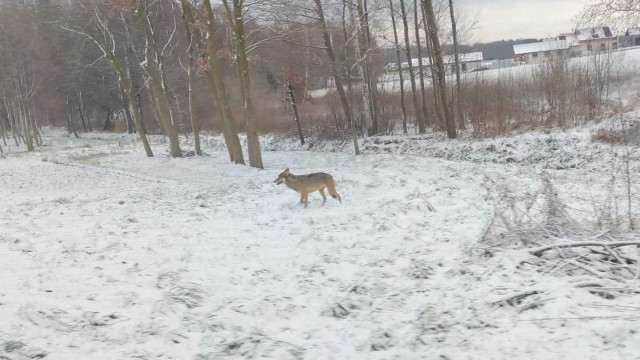 Mieszkańcy poważnie zaniepokojeni obecnością wilka