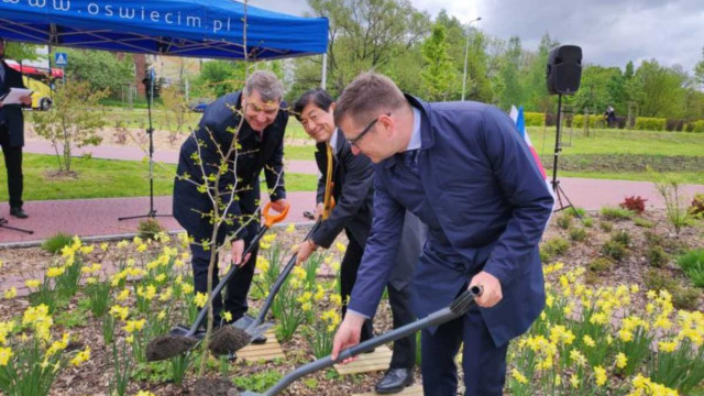 Miłorząb z Hiroszimy w Mieście Pokoju – FOTO