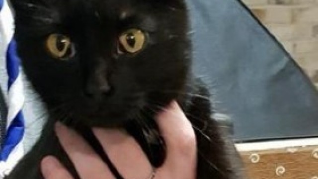 Młoda, czarna kotka znaleziona w Bulowicach szuka właściciela lub nowego domku
